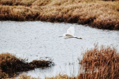 Bird flying over lake