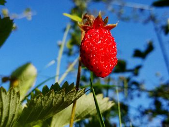 Close-up of strawberry against clear blue sky
