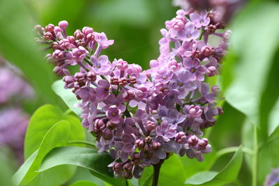 Close-up of pink flowering plant