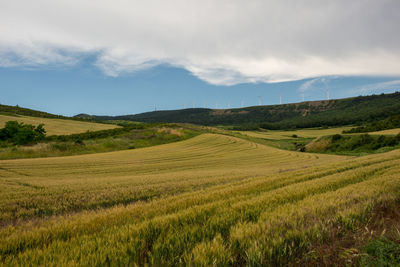 Scenic view of agricultural field against sky