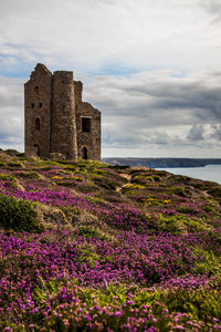 Purple flowering plants by old building against sky