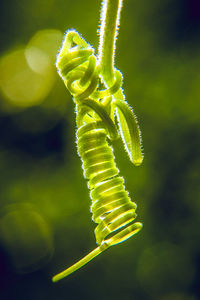 Close-up of tendril