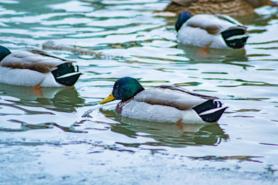 Close-up view of ducks in water