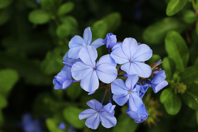 Close-up of purple hydrangea blooming outdoors