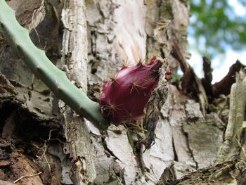 Close-up of pink flower tree