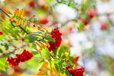 Close-up of red berries on tree