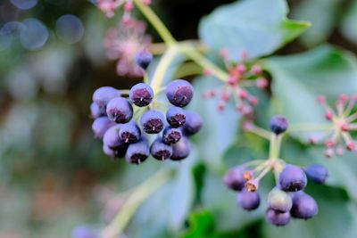 Close-up of purple fruits