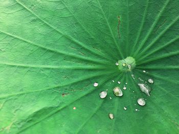 Full frame shot of water drops on leaf