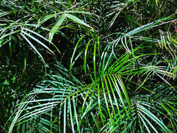 Full frame shot of bamboo plants on field