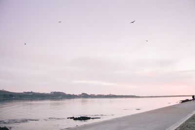 Seagulls flying over river against sky