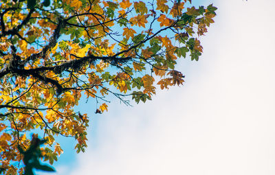 Low angle view of tree against sky