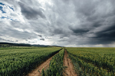 Scenic view of agricultural field against sky