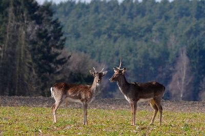 Deer standing on field against trees in forest