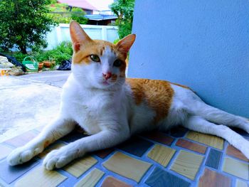 Portrait of ginger cat sitting outdoors