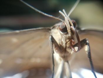 Close-up of insect
