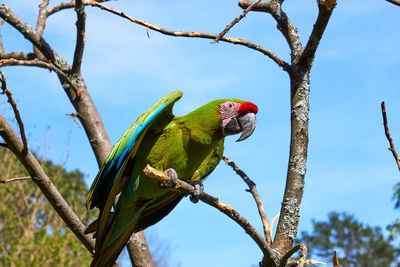 Low angle view of parrot perching on tree