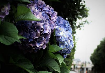 Close-up of purple hydrangea flowers