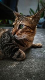 Close-up of a cat resting