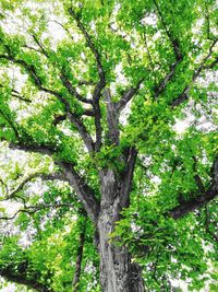 Low angle view of trees in forest