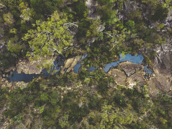 High angle view of trees on rock in forest