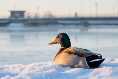 Close-up of mallard drake on snow against water and sky