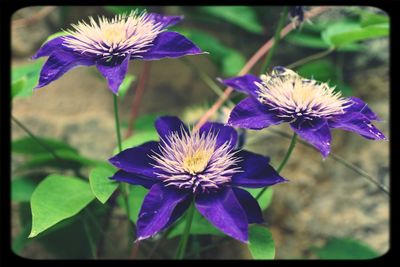 Close-up of purple flowers blooming