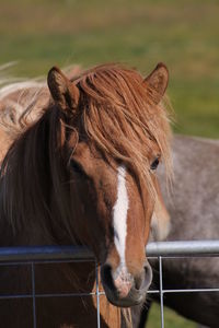 Close-up of horse in ranch