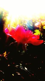 Close-up of red flowers
