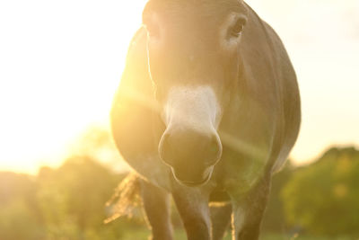 Close-up portrait of a horse