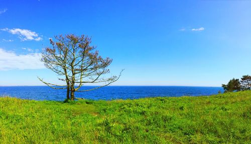 Tree on field by sea against sky