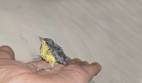 Cropped image of hand holding small bird