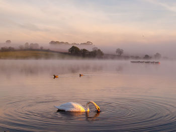 Swan swimming in lake against sky during foggy weather