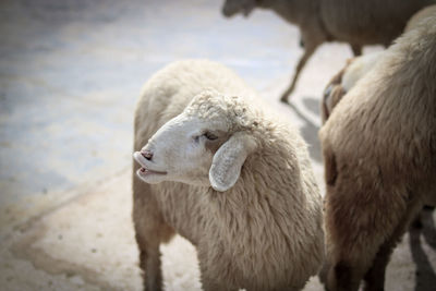 Sheep standing on footpath