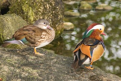 Close-up of ducks perching on rock