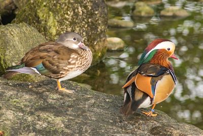 Close-up of ducks perching on rock