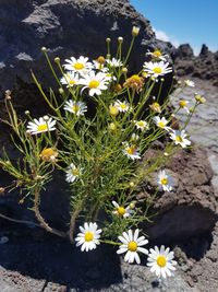 Close-up of white daisy flowers on field