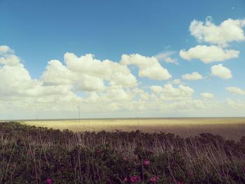 Scenic view of field against sky