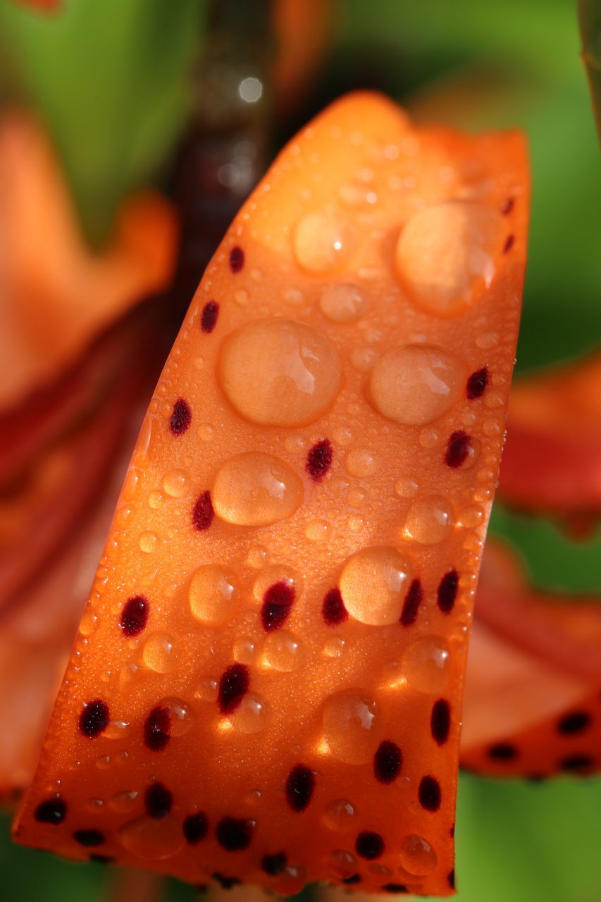 CLOSE-UP OF DESSERT