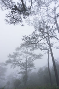 Low angle view of trees in forest against sky