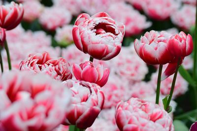 Close-up of pink flowers blooming outdoors