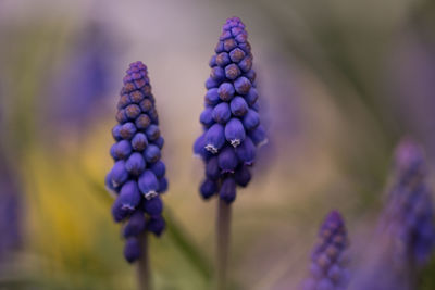 Close-up of purple flowers