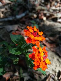 Close-up of orange marigold flowers