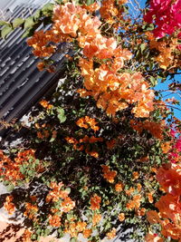 High angle view of orange flowering plant