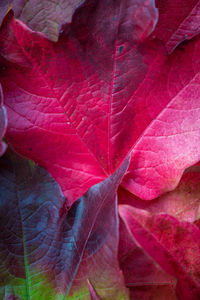 Close-up of red rose with leaves