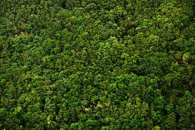 Full frame shot of green plants