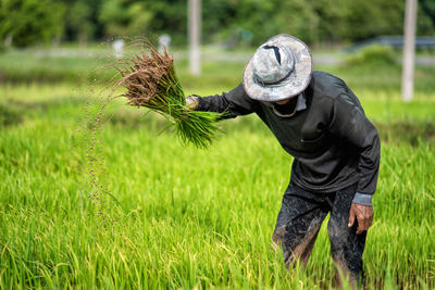 Farmer working on rice paddy field 