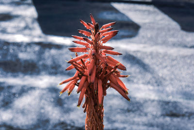 Close-up of succulent plant