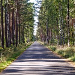 Trees in forest