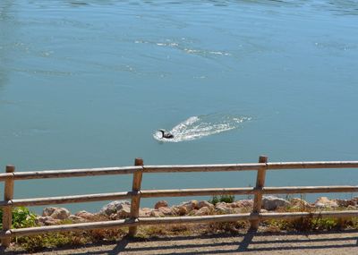 Bird perching in water