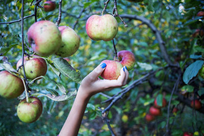 Cropped hand of woman holding apple on tree